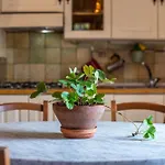 Hébergement de vacances Podere La Speranza